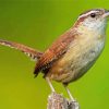 Cute Wren Bird paint by numbers