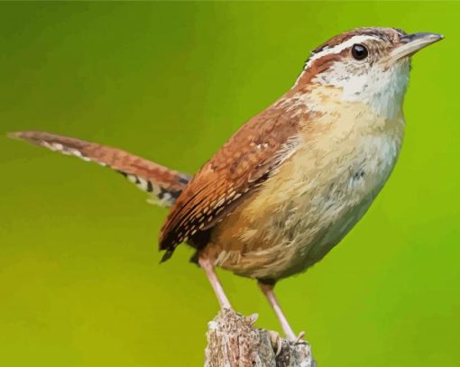 Cute Wren Bird paint by numbers