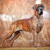 Great Dane Brindle Color Dog paint by numbers