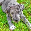 Grey Great Dane paint by numbers