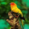 Sun Conure paint by numbers paint by numbers