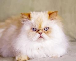 Angry Himalayan Cat Paint by numbers