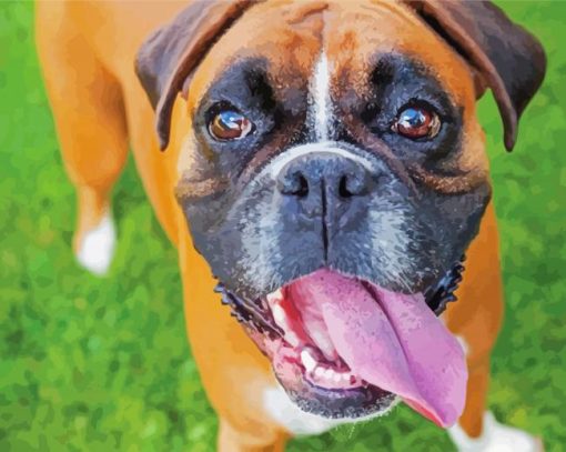 Boxer Dog Breed paint by numbers