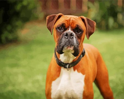 Boxer Breed paint by numbers