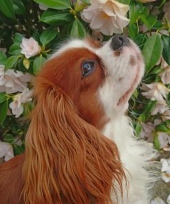 Cavalier Kin Charles Spaniel paint by numbers