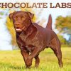 Chocolate Lab Dog paint by numbers