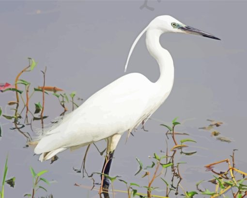 Common Cattle Egret Bird paint by number