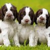 English Springer Spaniel Dogs paint by numbers