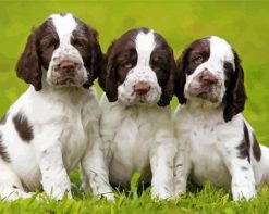 English Springer Spaniel Dogs paint by numbers