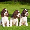 English Springer Spaniel Puppies paint by numbers