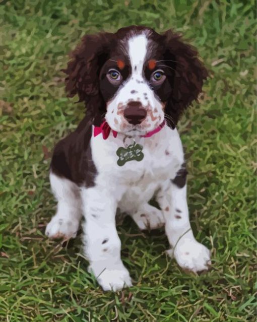 English Springer Spaniel paint by numbers