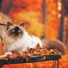 Himalayan Cat In Fall paint by numbers