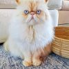 Himalayan Cat White Blue Eyes Paint by numbers