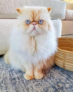 Himalayan Cat White Blue Eyes Paint by numbers