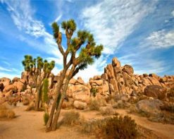 Joshua Tree National Park paint by numbers