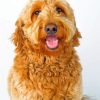 Labradoodle paint by numbers