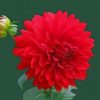 Red Dahlia Flower paint by numbers