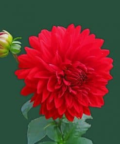 Red Dahlia Flower paint by numbers