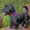 Scottish Terrier dog paint by number