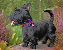 Scottish Terrier dog paint by number