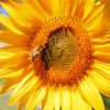 Sunflower With A Bee paint by numbers