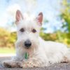 White Scottish Terrier paint by number