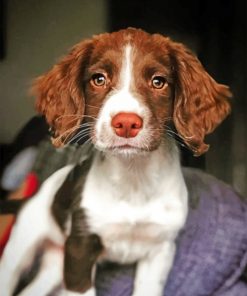 Adorable Springer Spaniel paint by numbers