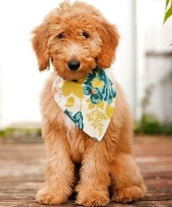 Australian Labradoodle paint by numbers