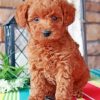 Brown Labradoodle paint by numbers