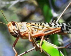 close up Locust paint by numbers