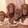 Cute Chocolate Lab Puppies paint by numbers