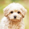 cute Maltipoo puppy paint by numbers