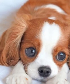 Cute King Charles Spaniel paint by numbers