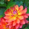 Dahlia Firepot paint by numbers