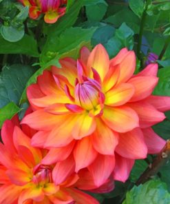 Dahlia Firepot paint by numbers