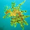 green Leafy seadragon paint by number