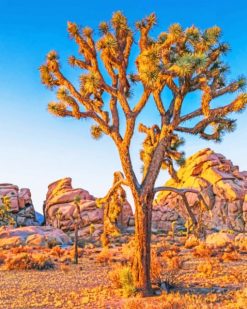 Joshua Tree paint by numbers