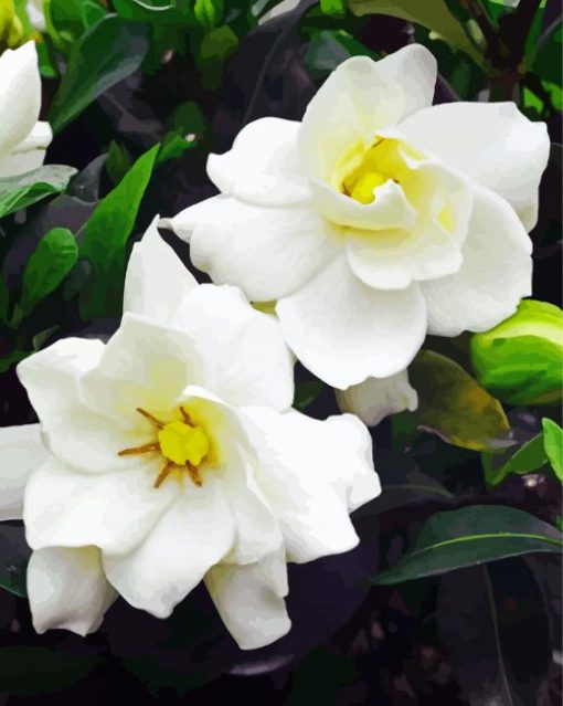 white Gardenia flower paint by numbers