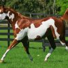 American Paint Horse paint by numbers