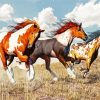 American Paint Horses paint by numbers