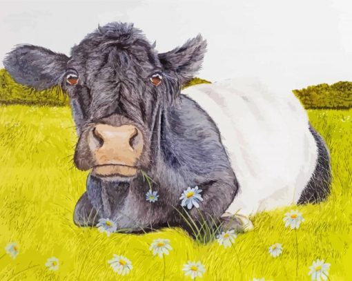 Belted galloway animal art paint by number