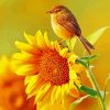 Bird And Sunflower paint by numbers