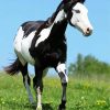 Black And White American Paint Horse paint by numbers