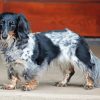 Black And White Long Haired Dachshund paint by numbers