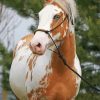 Blonde Paint Horse paint by numbers