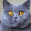 British Shorthair cat animal paint by number