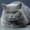 British Shorthair cat paint by numbers