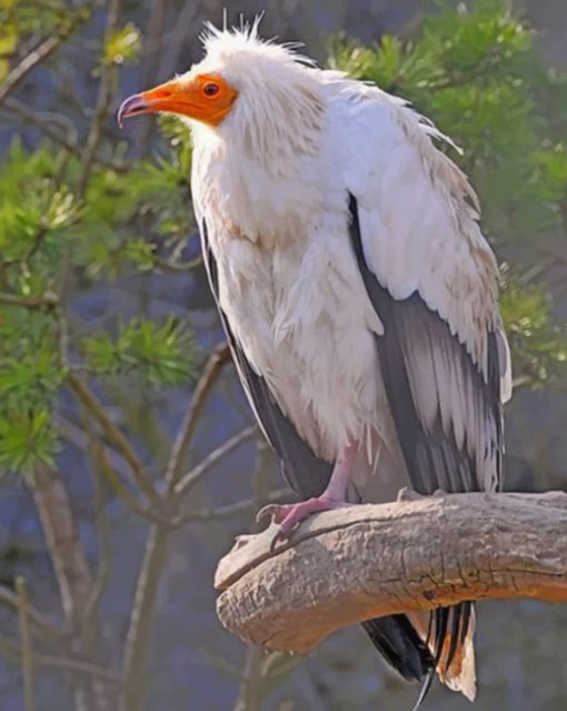 Canarian Egyptian Vulture paint by numbers