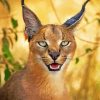 Caracal Animal