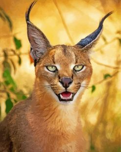 Caracal Animal